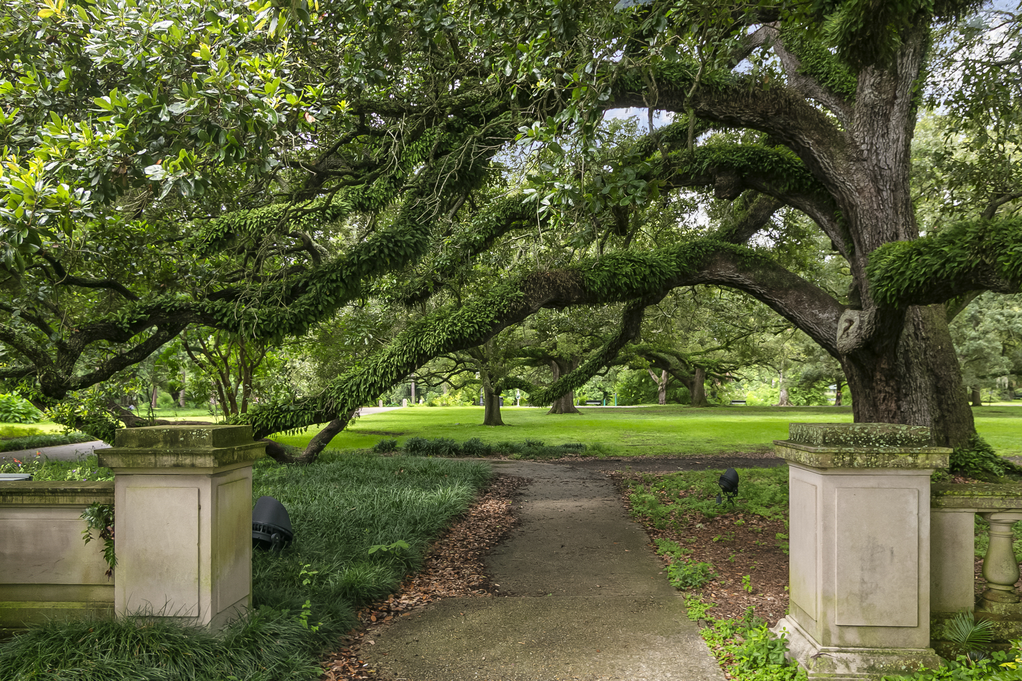 Live oak canopy over a path in a New Orleans park near the Garden District